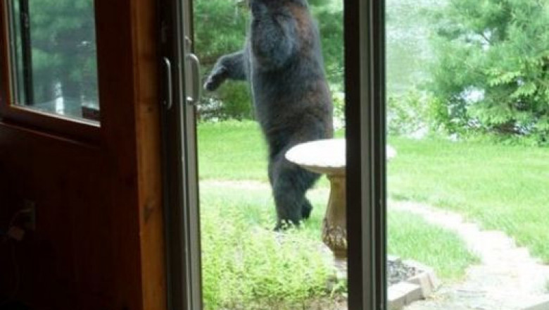 Посетители кормушек для птиц