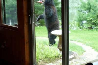 Посетители кормушек для птиц