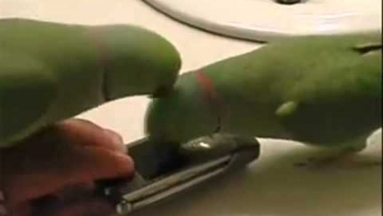 Птичьи переговоры