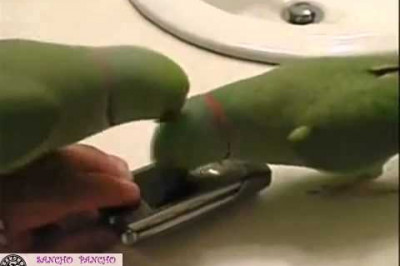 Птичьи переговоры