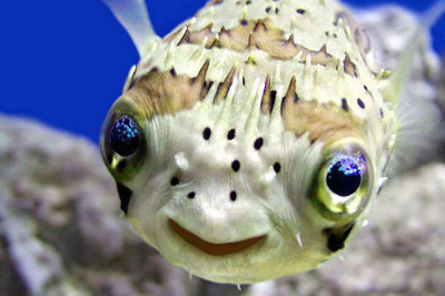 Улыбающиеся животные 