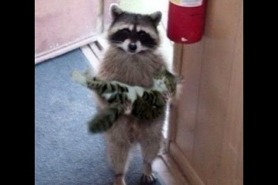 Забавные еноты 