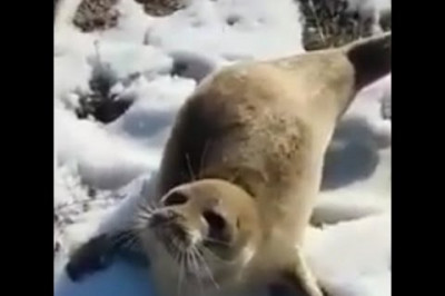 Заплутавшийся детёныш нерпы  