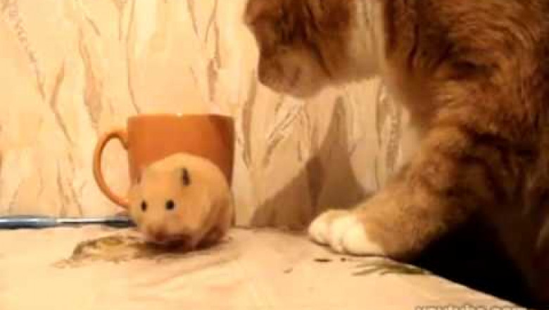 Жадный хомяк 