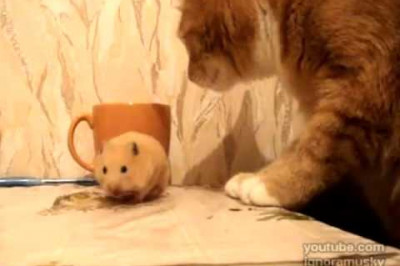 Жадный хомяк 