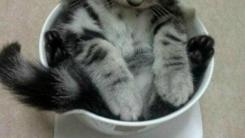 Килограмм пушистого счастья