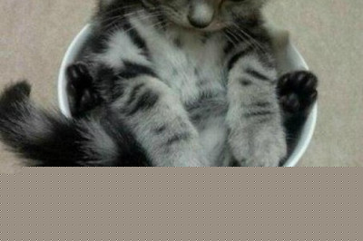 Килограмм пушистого счастья