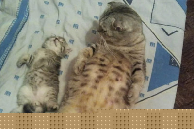 Коты уснули или притворяются