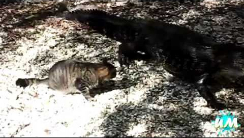 Отважные кошки 