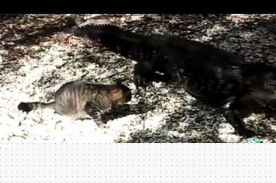 Отважные кошки 