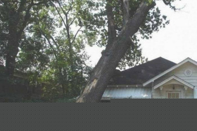 Решил срубить дерево возле дома