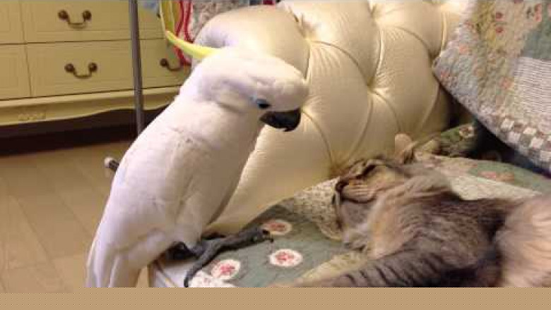 Стеснительный попугай 