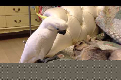 Стеснительный попугай 