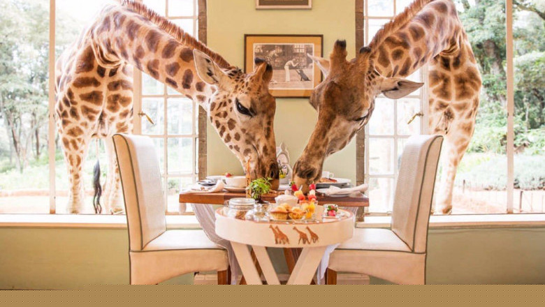 Жирафы пришли в гости на чай