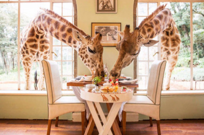 Жирафы пришли в гости на чай