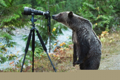 Животные пробуют себя в роли фотографа