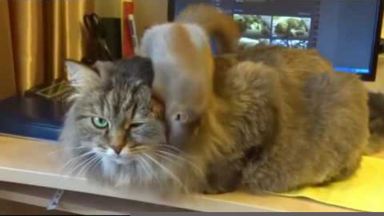 Белка и кот - дружба