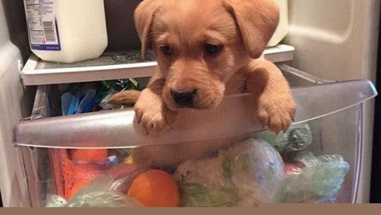 Домашние питомцы ищут колбасу в холодильнике