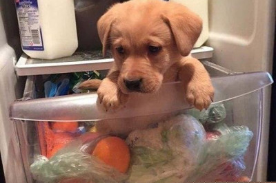 Домашние питомцы ищут колбасу в холодильнике