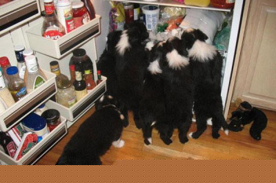 Штурм холодильника домашними питомцами