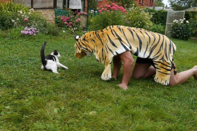 Хозяин играется с котом