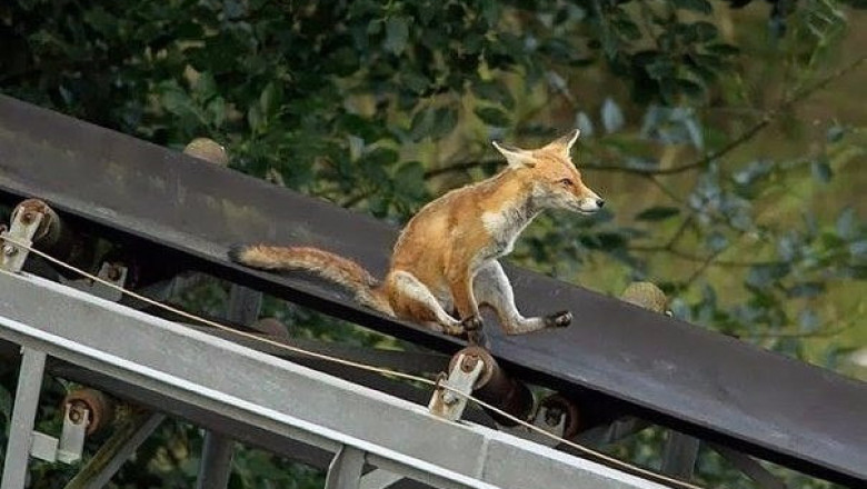 Лиса знает как весело провести время