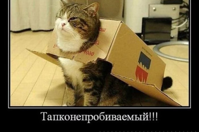 Экипировка для кота