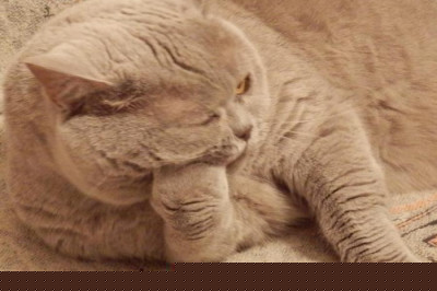 Кот заинтригован рассказом хозяина