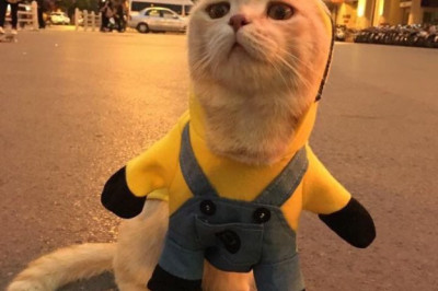 Костюмчик для домашнего питомца