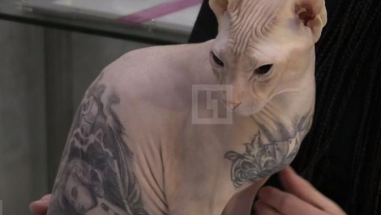 Кот в законе 