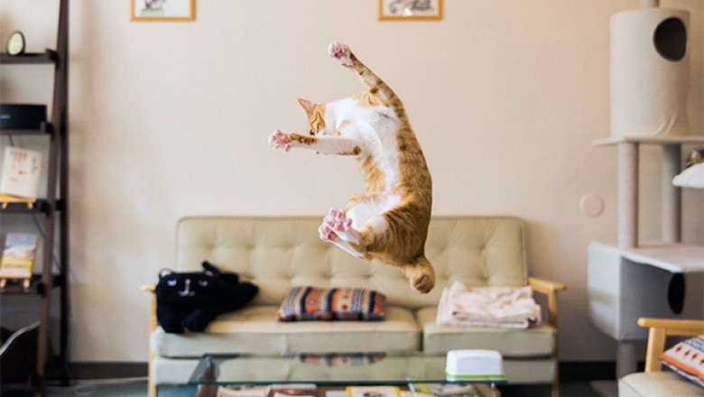 "Летающие" котики .