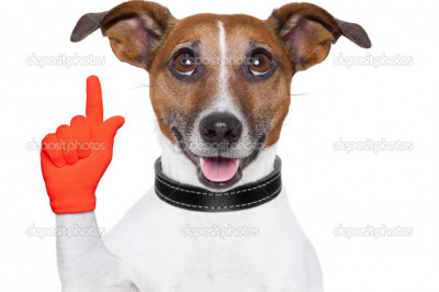 Очень умная собака