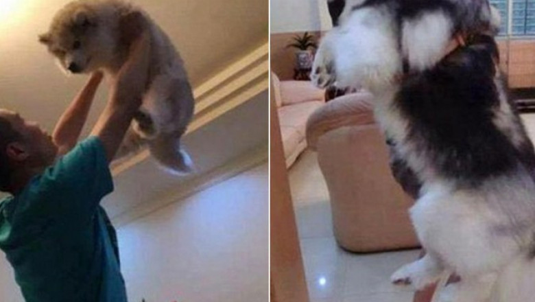 Разные необычайности .