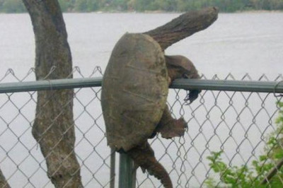 Животные , застрявшие в текстурах .