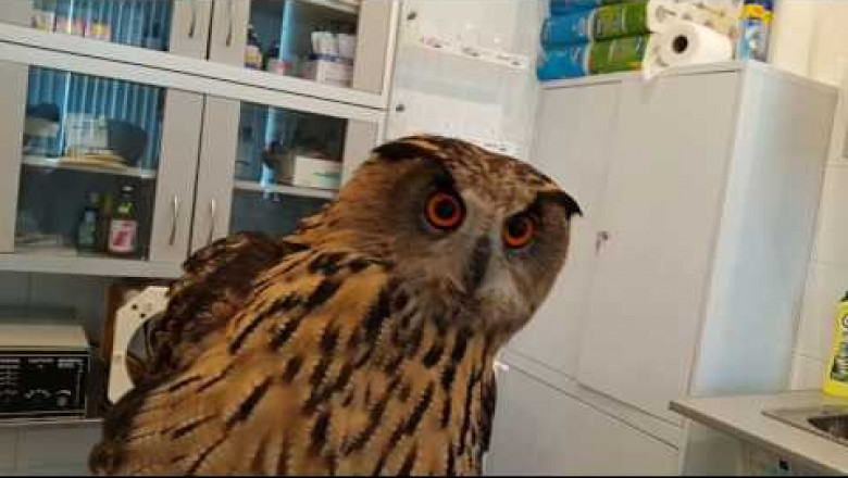 На приёме у ветеринара 