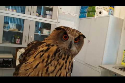 На приёме у ветеринара 