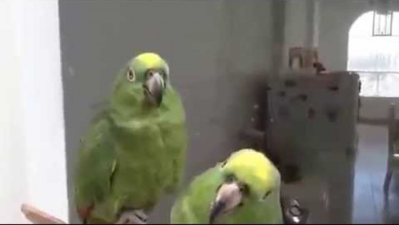Попугаи после вечеринки 