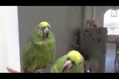 Попугаи после вечеринки 