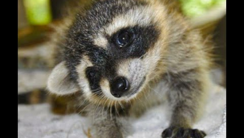 Весёлые еноты 