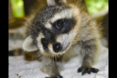 Весёлые еноты 