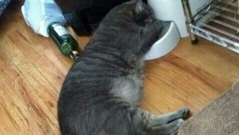 Ем как  нравится 