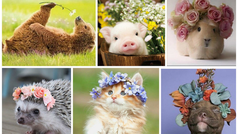 В преддверии настоящей Весны !