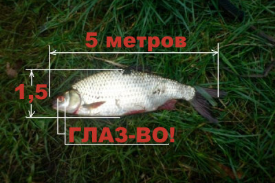 У каждого рыбака свой размер трофея