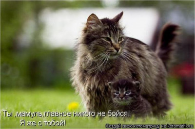 Котоматрица для позитива 