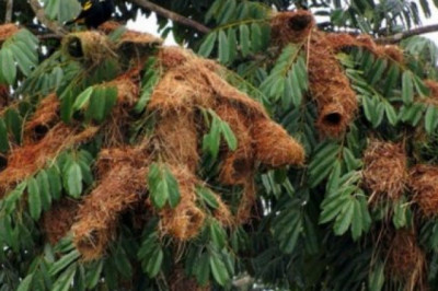 Причудливые гнёзда птиц 