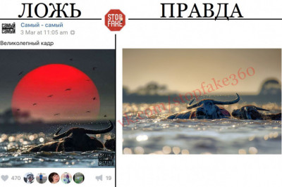 Разоблачаем интернет-фейки 