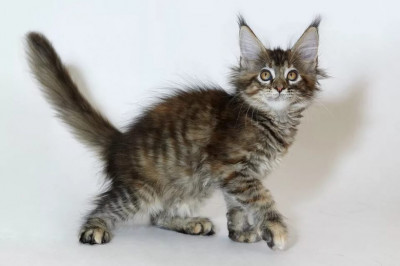 Терпение заканчивается даже у  кота