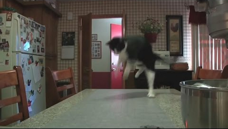 Электроковрик против котов 