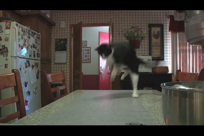 Электроковрик против котов 