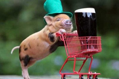 Фотосессия поросят 